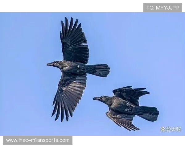 乌鸦攻防两端均衡，赢下分区关键战，乌鸦打法